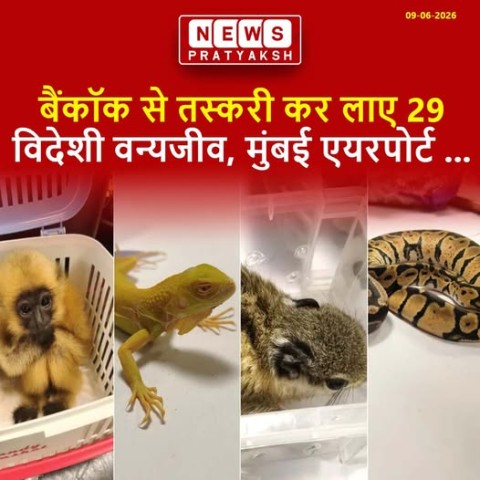 बैंकॉक से तस्करी कर लाए 29 विदेशी वन्यजीव, मुंबई एयरपोर्ट पर पकड़ा गया
मुंबई अंतरराष्ट्रीय हवाई अड्डे पर रविवार को एक यात्री को गिरफ्तार कर लिया गया. वह बैंकॉक से लौटा था. उसके पास 29 दुर्लभ जंगली विदेशी जीव मिले हैं. कस्टम विभाग की सतर्कता से यह बड़ी