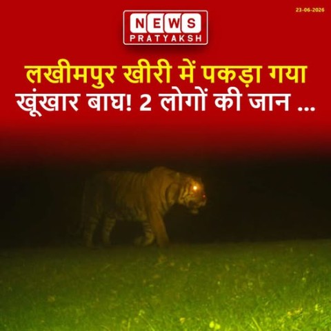 लखीमपुर खीरी में पकड़ा गया खूंखार बाघ : जिले के मझगई वन रेंज क्षेत्र में पिछले कई दिनों से दहशत का पर्याय बने खूंखार बाघ को आखिरकार वन विभाग ने ट्रेंकुलाइज करके पकड़ लिया. रामपुर गांव के पास पकड़ा गया बाघ दो ग्रामीणों को मौत के घाट उतार चुका है. कई मवेशिय